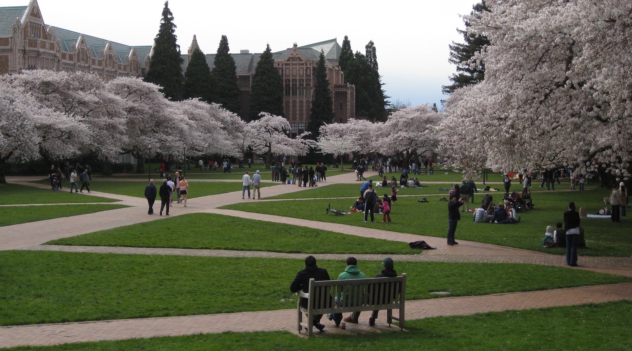 Quad universitaire avec cerisiers en fleurs
